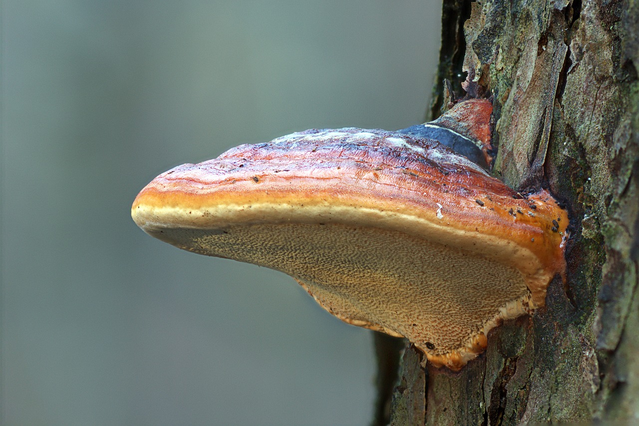 mushroom, reishi, tree mushroom